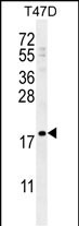 1 - LCE1A Antibody (C-term) AP10891b