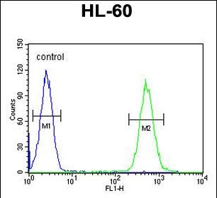 4 - BTNL3 Antibody (C-term) AP10903b