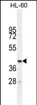 1 - BTNL3 Antibody (C-term) AP10903b