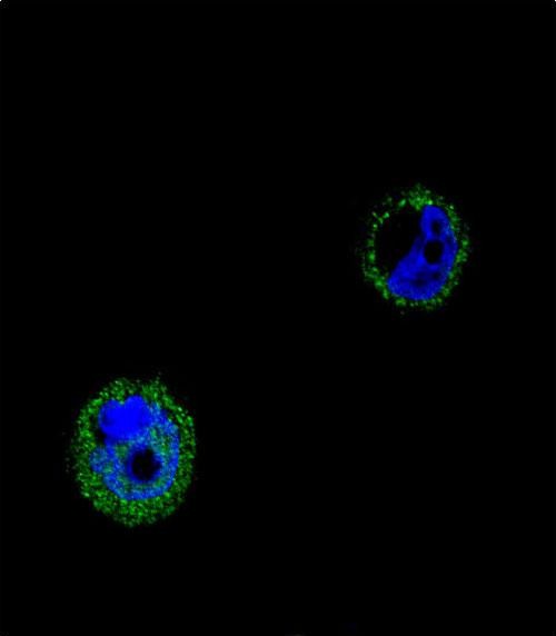 3 - VPS52 Antibody (C-term) AP10925b