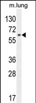 1 - NFE2L1 Antibody (C-term) AP10927B