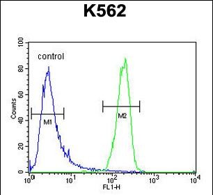 4 - ATP8A2 Antibody (N-term) AP10934a