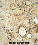14 - ITIH5 Antibody (C-term) AP10965b