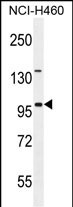 1 - ITIH5 Antibody (C-term) AP10965b