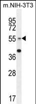 1 - GCNT3 Antibody (C-term) AP10975b