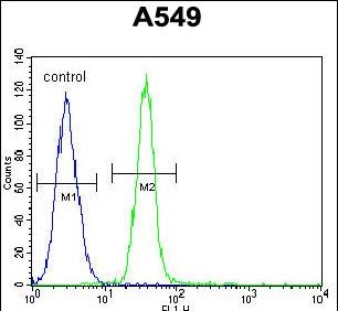 4 - TDRD7 Antibody (C-term) AP10982b