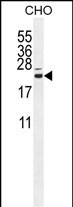 1 - CP013 Antibody  (N-term) AP11012a