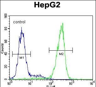 4 - NUDT15 Antibody (C-term) AP11030b