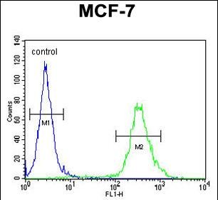 4 - CI150 Antibody  (N-term) AP11051a