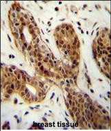 14 - CI150 Antibody  (N-term) AP11051a