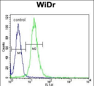 4 - WDR5B Antibody  (N-term) AP11053a