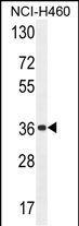 1 - OR4A47 Antibody (C-term) AP11070b