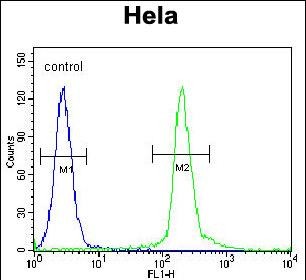 4 - UNK Antibody  (N-term) AP11082a