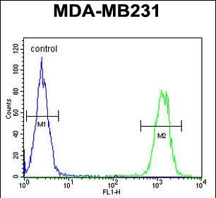 4 - KIR2DL2 Antibody (C-Term) AP5762d