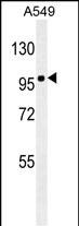 1 - ZEB1 antibody ( Ascites) AM1878A
