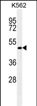 1 - RNF8 antibody( Ascites) AM1880a