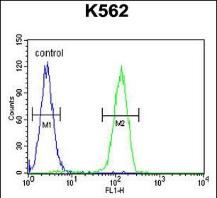 4 - LARS2 Antibody (Center) AP11098c