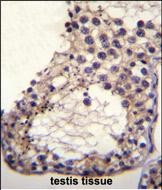 14 - OTOA Antibody (N-term) AP11149a