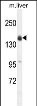 1 - OTOA Antibody (N-term) AP11149a