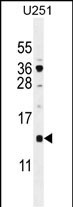 1 - SFT2D2 Antibody (N-term) AP11150a