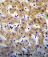 14 - KTAP2 Antibody  (C-term) AP11178b