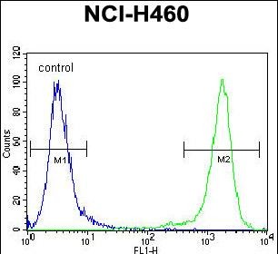4 - C10orf72 Antibody (Center) AP11192c
