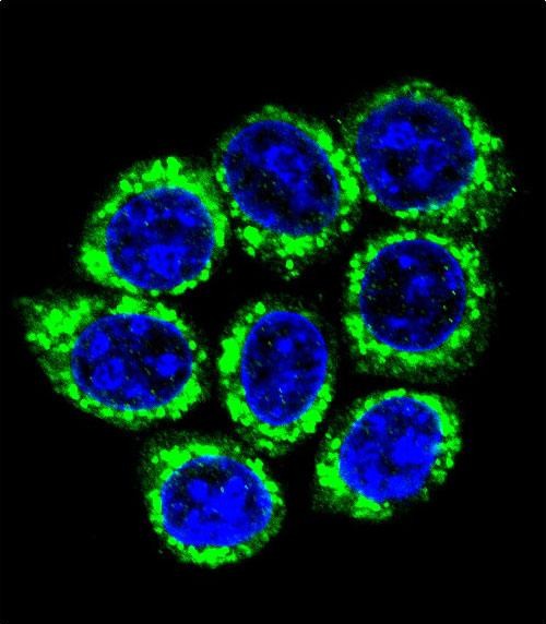 3 - GOG8A Antibody  (N-term) AP11196A