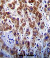 14 - GOG8A Antibody  (N-term) AP11196A