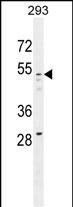 1 - GOG8A Antibody  (N-term) AP11196A