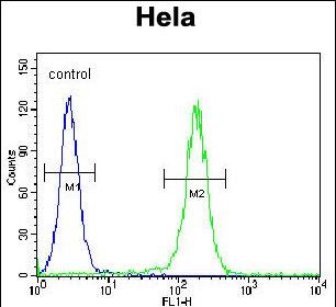 4 - LARS Antibody (N-term) AP11207a