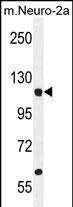 1 - LARS Antibody (N-term) AP11207a