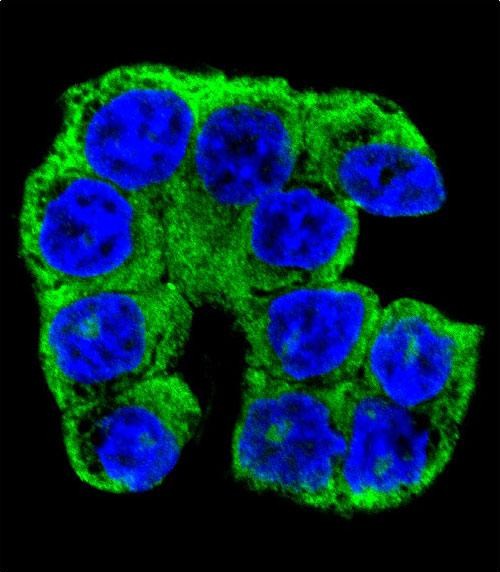 3 - FA96A Antibody  (C-term) AP11250b