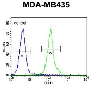 4 - OR2L13 Antibody (C-term) AP11273b
