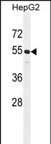 1 - CCNJL Antibody (Center) AP11307c