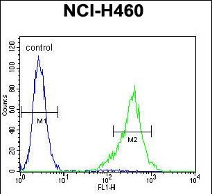 4 - TSNARE1 Antibody (C-term) AP11310b