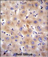14 - FBXO47 Antibody (N-term) AP11336a