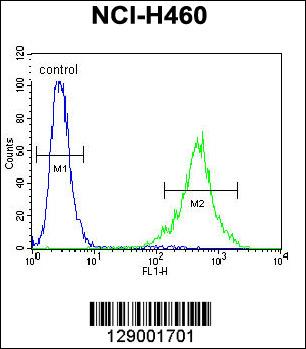 4 - C4orf39 Antibody (C-term) AP11347b