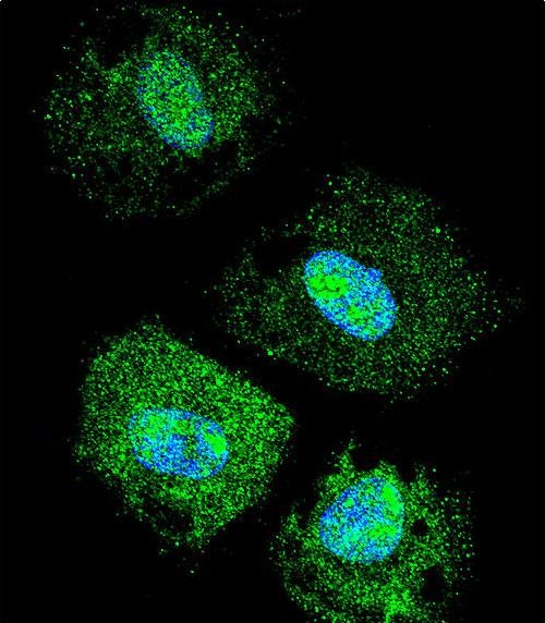 3 - C4orf39 Antibody (C-term) AP11347b