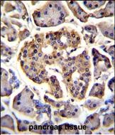 14 - C4orf39 Antibody (C-term) AP11347b