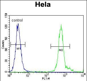 4 - WDR70 Antibody (C-term) AP11355B