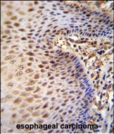 14 - WDR70 Antibody (C-term) AP11355B
