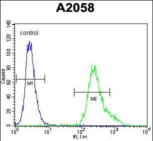 4 - UBXN2A Antibody (C-term) AP11361b