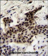 14 - UBXN2A Antibody (C-term) AP11361b