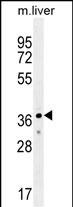 1 - UBXN2A Antibody (C-term) AP11361b