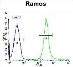 4 - FAM133A Antibody (N-term) AP11383a