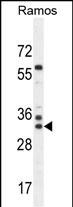 1 - FAM133A Antibody (N-term) AP11383a