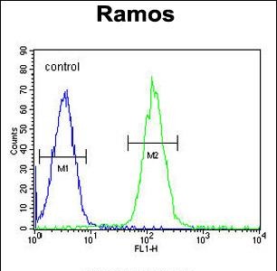 4 - MGC24975 Antibody (C-term) AP11386B