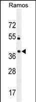 1 - MGC24975 Antibody (C-term) AP11386B