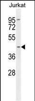 1 - LOC441476 Antibody (Center) AP11401c