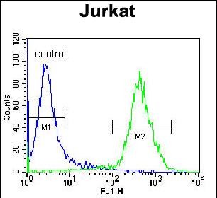 4 - VSTM2B Antibody (N-term) AP11415a